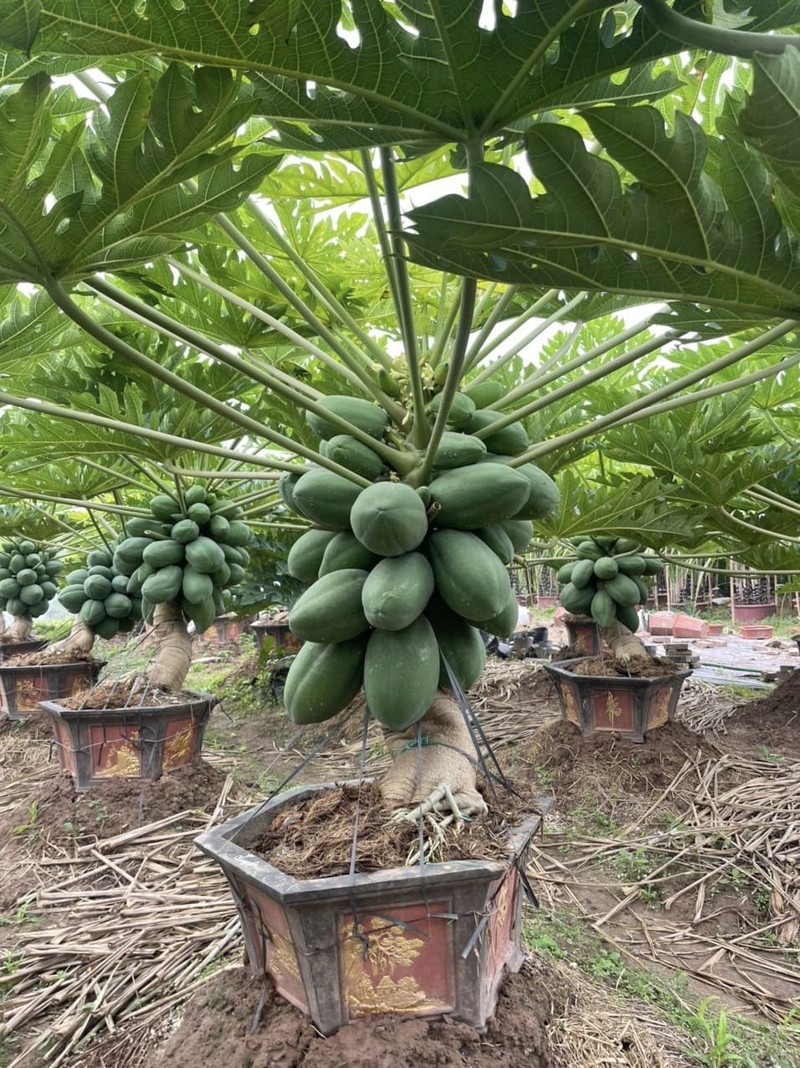 Den luot ddu du bonsai triu qua chao khach choi Tet-Hinh-3