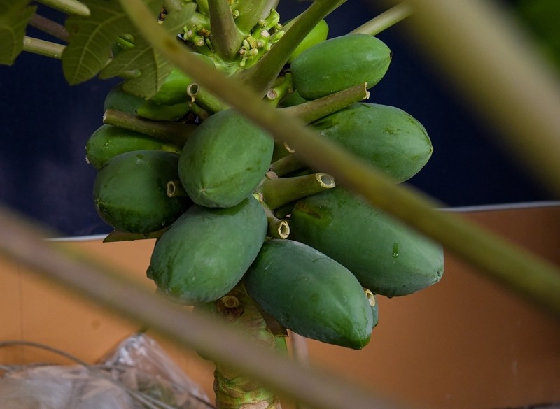 Den luot ddu du bonsai triu qua chao khach choi Tet-Hinh-8