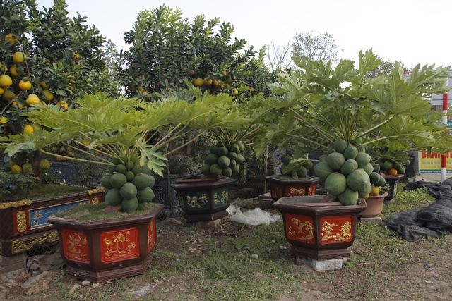 Den luot ddu du bonsai triu qua chao khach choi Tet-Hinh-9