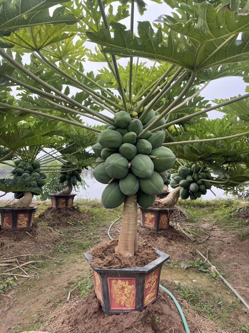 Den luot ddu du bonsai triu qua chao khach choi Tet