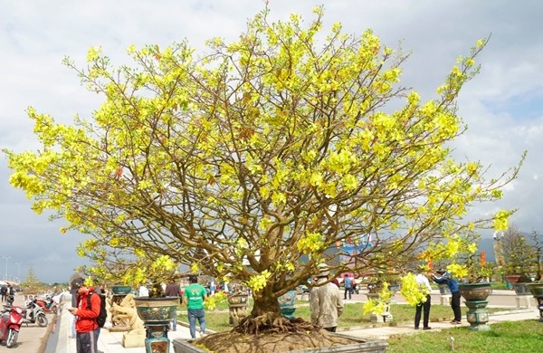 Nhung goc mai vang sieu dep hut khach dip Tet-Hinh-2