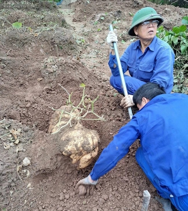 Trao luu san cu dau khong lo de choi Tet-Hinh-3