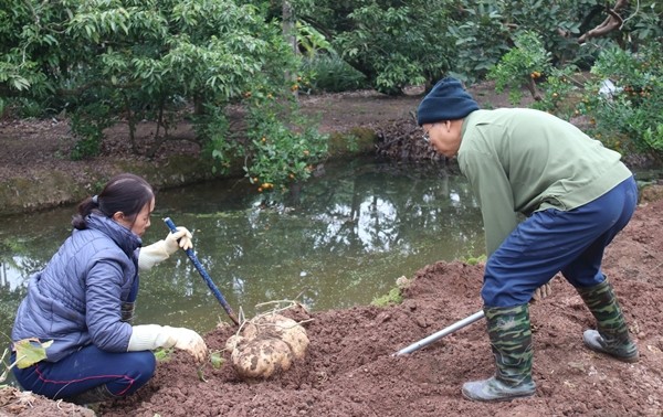 Trao luu san cu dau khong lo de choi Tet-Hinh-4