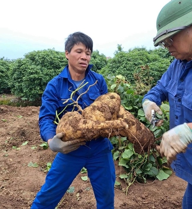 Trao luu san cu dau khong lo de choi Tet-Hinh-5