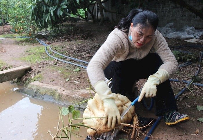 Trao luu san cu dau khong lo de choi Tet-Hinh-8