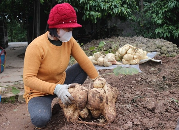 Trao luu san cu dau khong lo de choi Tet-Hinh-9