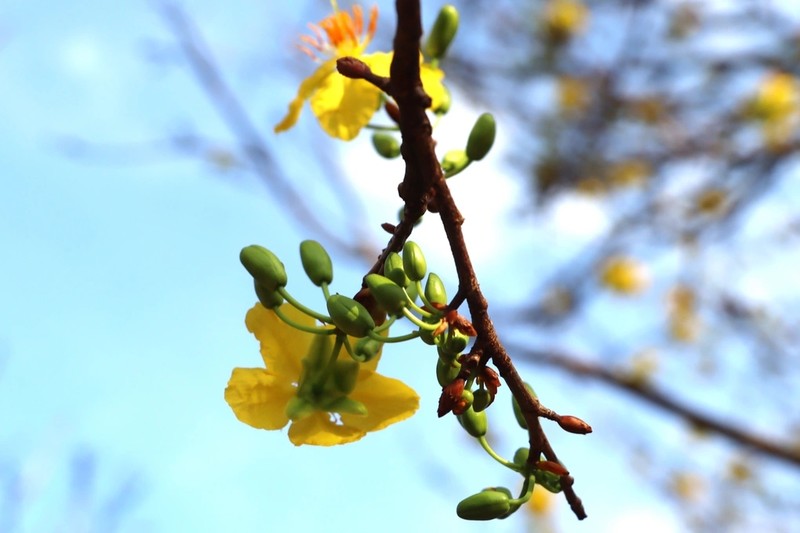 Choang ngop cay mai vang gia 2 ty dong o Ca Mau-Hinh-5