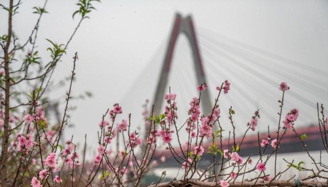 Nhung ngay can Tet, vuon dao Nhat Tan o Ha Noi nhon nhip-Hinh-7