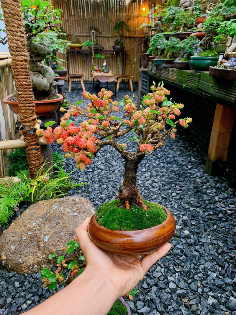 Trao luu bonsai dau tam doc la gia toi vai chuc trieu-Hinh-10