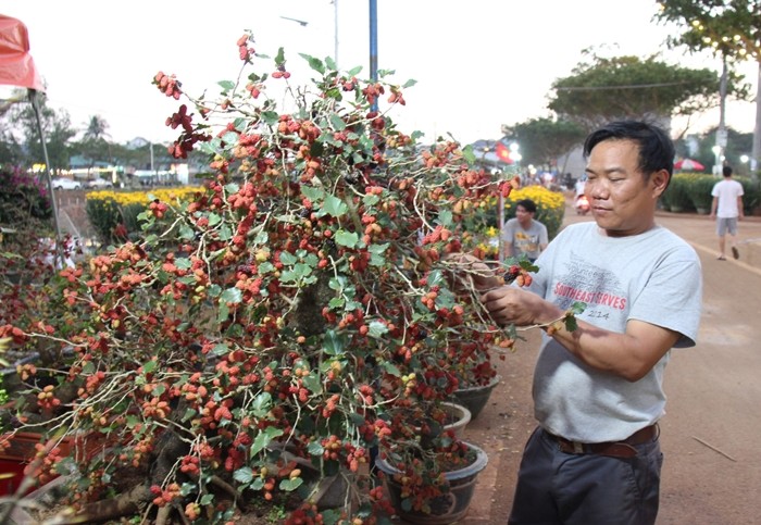 Trao luu bonsai dau tam doc la gia toi vai chuc trieu-Hinh-2