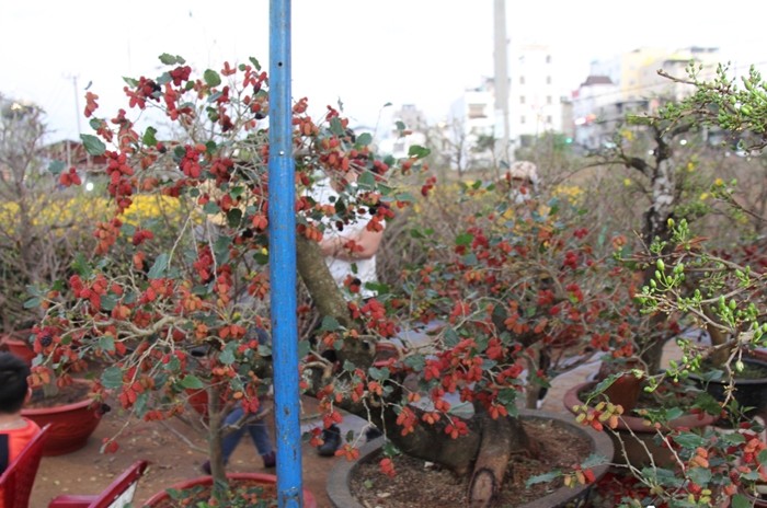 Trao luu bonsai dau tam doc la gia toi vai chuc trieu-Hinh-4