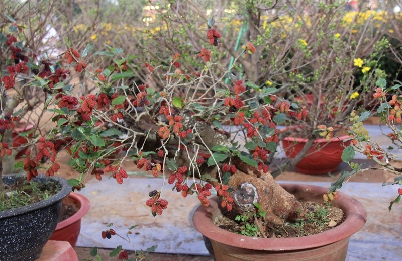 Trao luu bonsai dau tam doc la gia toi vai chuc trieu-Hinh-6