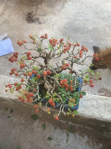 Trao luu bonsai dau tam doc la gia toi vai chuc trieu-Hinh-7