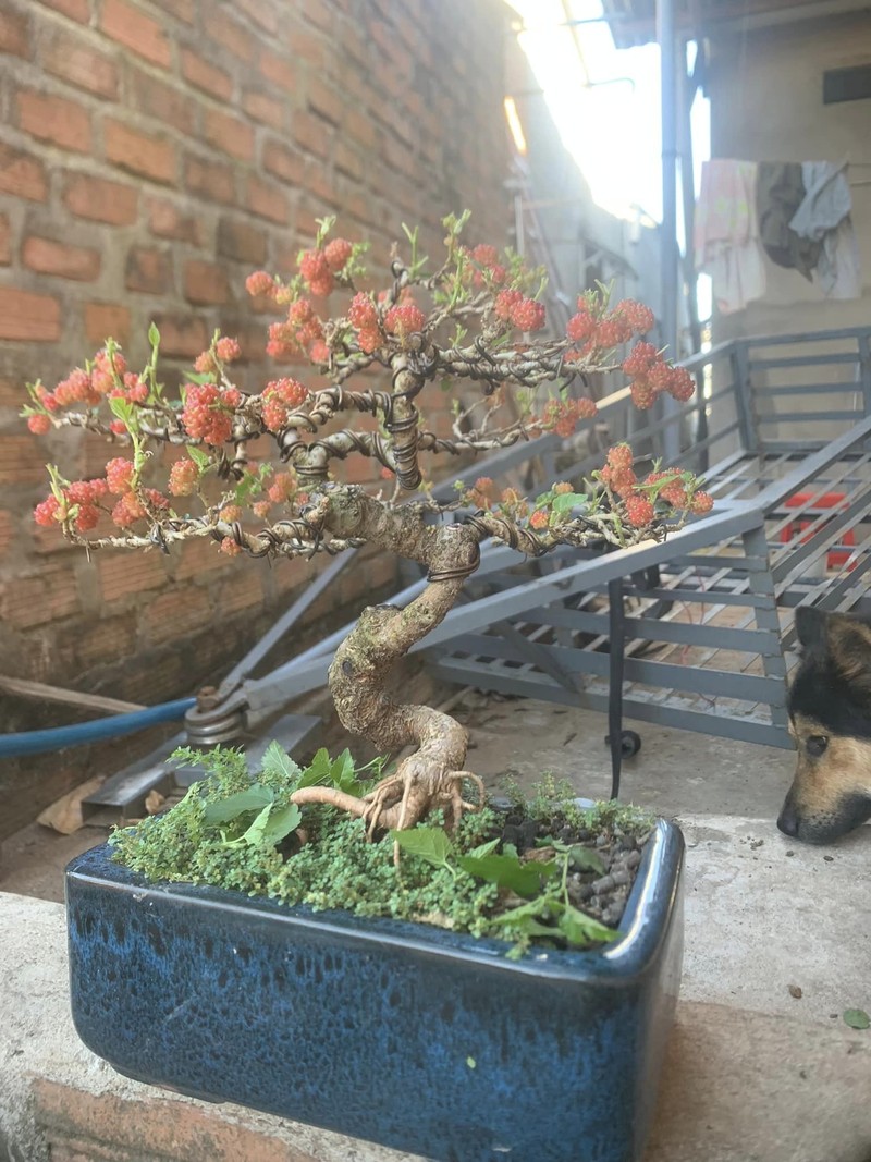 Trao luu bonsai dau tam doc la gia toi vai chuc trieu-Hinh-8