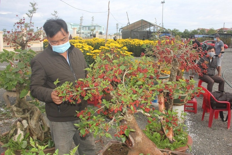 Trao luu bonsai dau tam doc la gia toi vai chuc trieu-Hinh-9