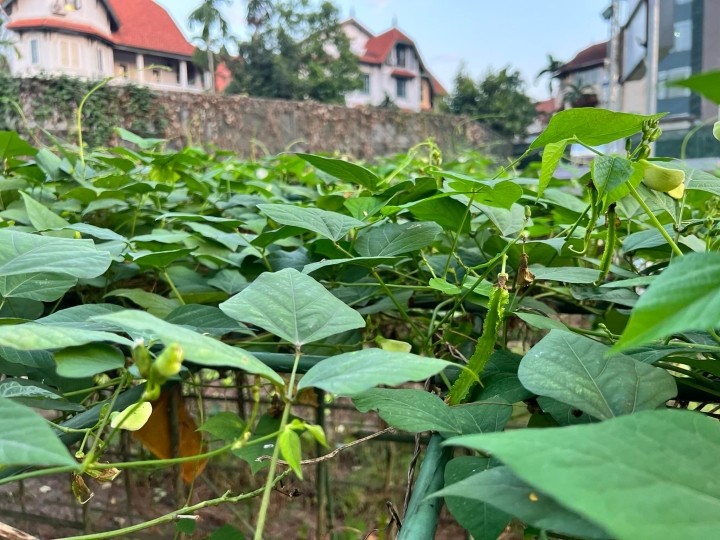 Biet thu xanh muot mat cay trai cua Hoa hau Nguyen Thi Huyen-Hinh-6