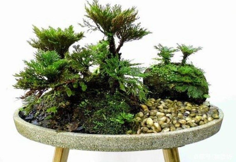 Cay co dai duoc bien thanh bonsai tuyet dep-Hinh-3