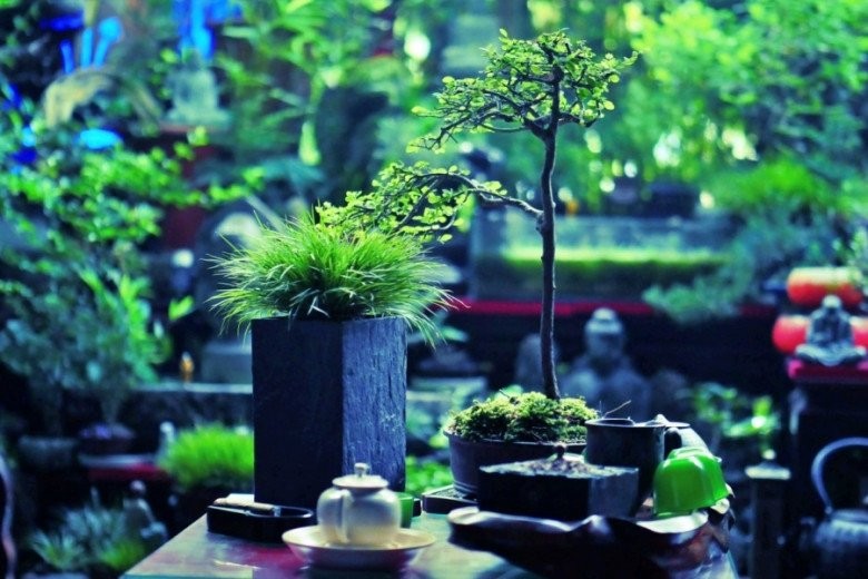 Cay co dai duoc bien thanh bonsai tuyet dep-Hinh-5