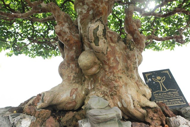 Can canh nhung cay bang lang bonsai sieu dep mat-Hinh-3