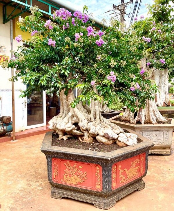 Can canh nhung cay bang lang bonsai sieu dep mat-Hinh-4