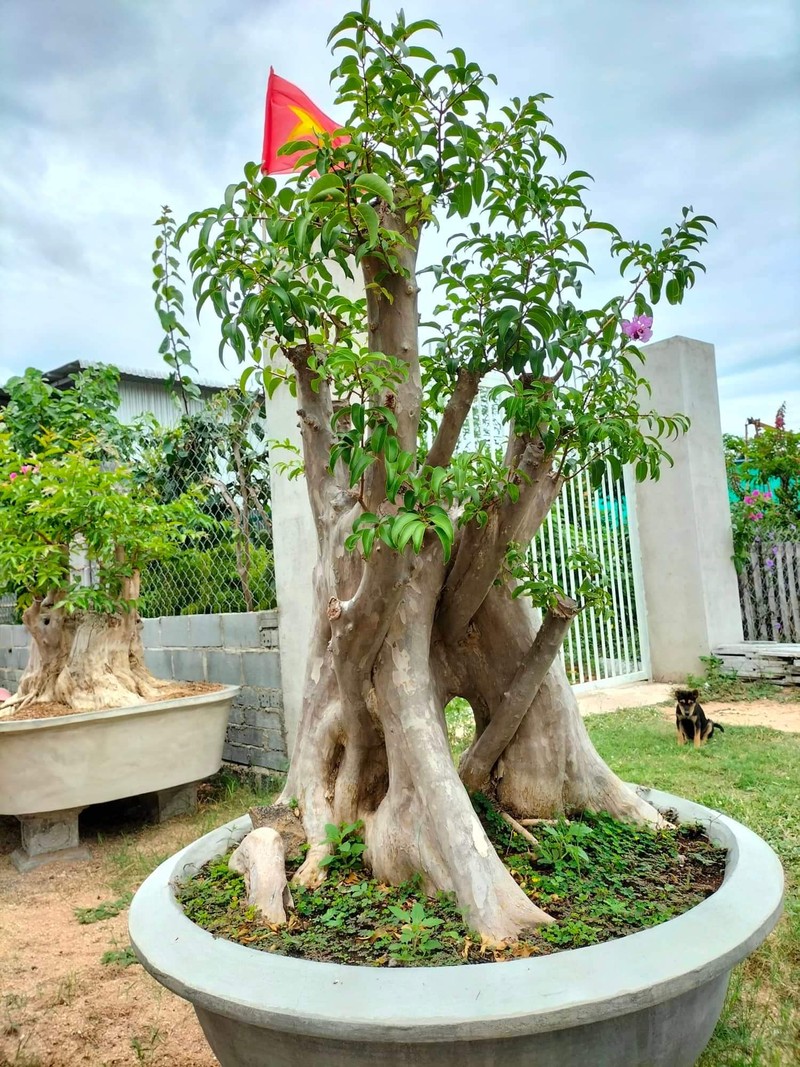 Can canh nhung cay bang lang bonsai sieu dep mat-Hinh-6