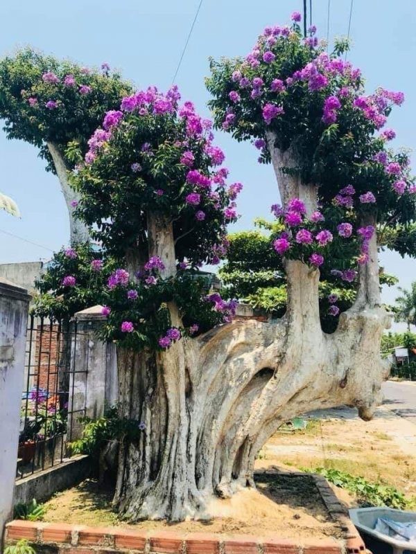 Can canh nhung cay bang lang bonsai sieu dep mat-Hinh-7