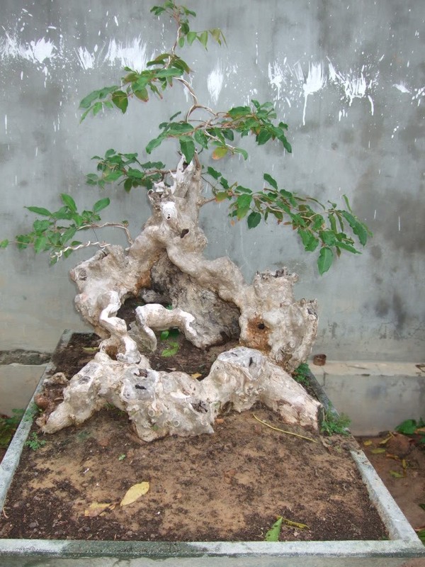 Can canh nhung cay bang lang bonsai sieu dep mat-Hinh-8