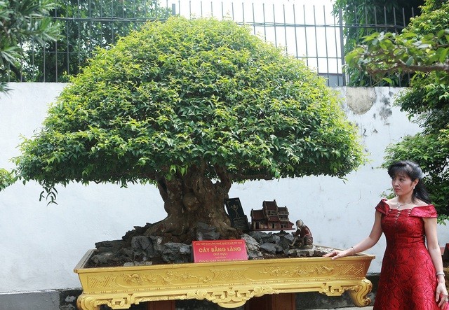 Can canh nhung cay bang lang bonsai sieu dep mat