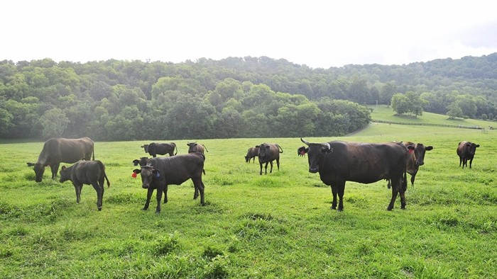 Ly do Wagyu la mot trong nhung loai thit bo quy hiem nhat the gioi-Hinh-9