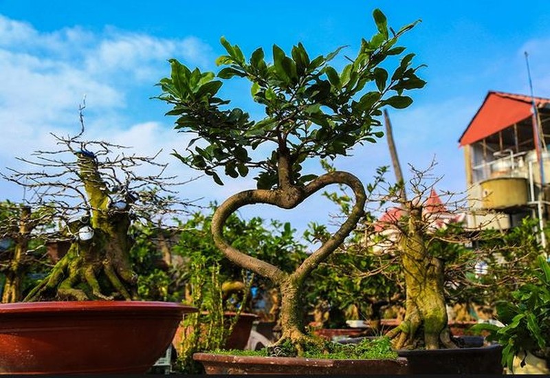 Nhung chau bonsai co hinh thu ky di, la mat khien dai gia me dam-Hinh-10