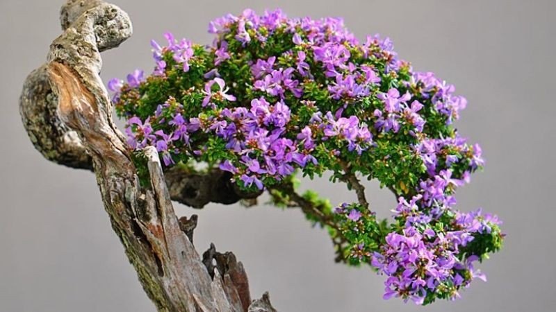 Nhung chau bonsai co hinh thu ky di, la mat khien dai gia me dam-Hinh-4