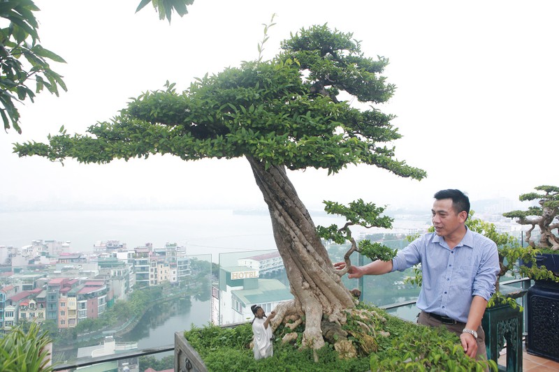 Nhung chau bonsai co hinh thu ky di, la mat khien dai gia me dam-Hinh-6