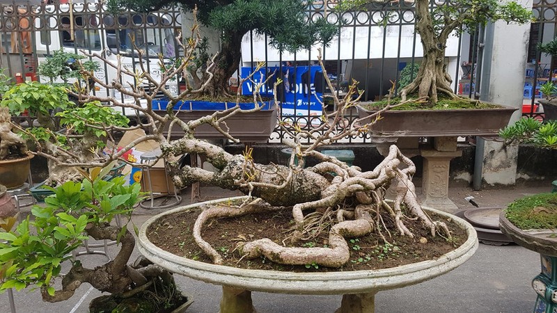 Nhung chau bonsai co hinh thu ky di, la mat khien dai gia me dam-Hinh-9