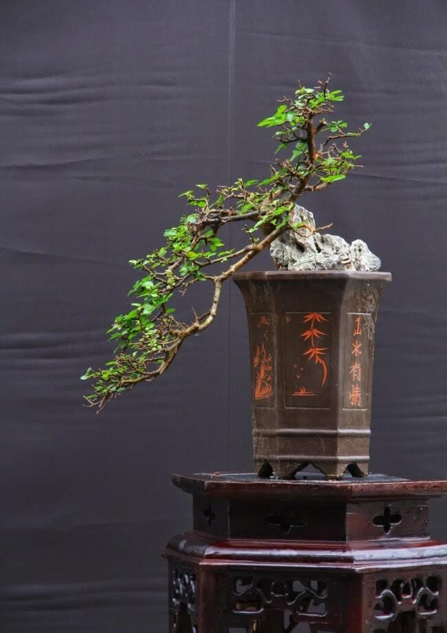 Nhung chau bonsai co hinh thu ky di, la mat khien dai gia me dam