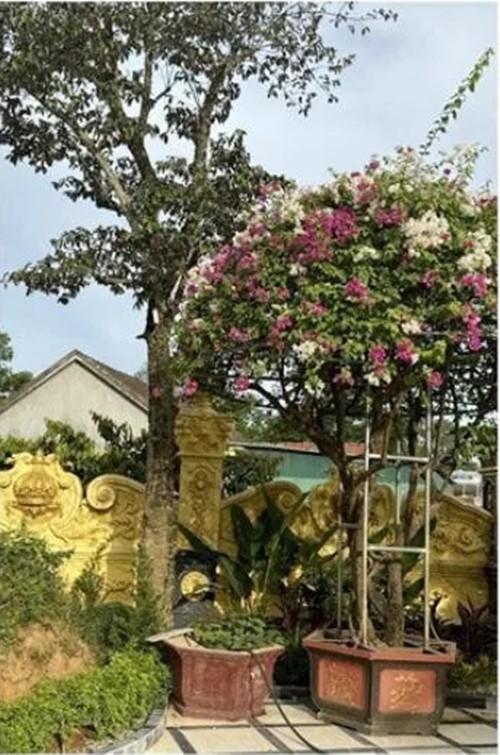 Dai gia Nghe An danh hon 3.000m2 trong cac loai cay bonsai tri gia bac ty-Hinh-4