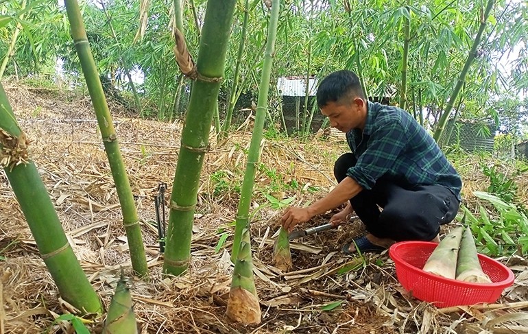 Nhung loai cay dai giup nong dan lam giau-Hinh-4