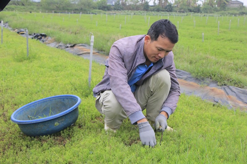 Nhung loai cay dai giup nong dan lam giau-Hinh-5