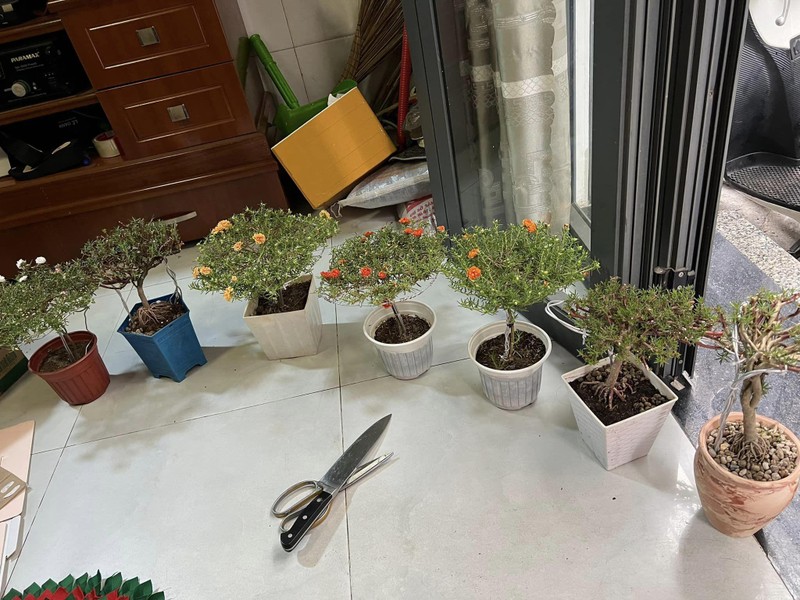 Hoa muoi gio bonsai goc to bang ngon tay len toi ca trieu dong-Hinh-10