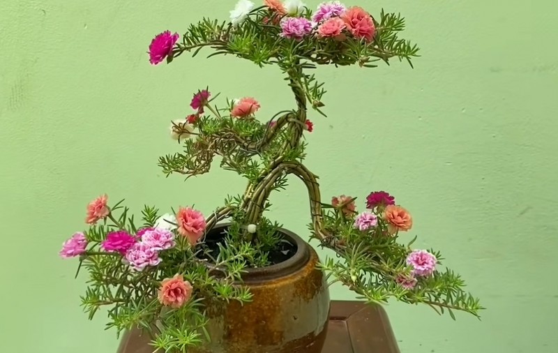 Hoa muoi gio bonsai goc to bang ngon tay len toi ca trieu dong-Hinh-2