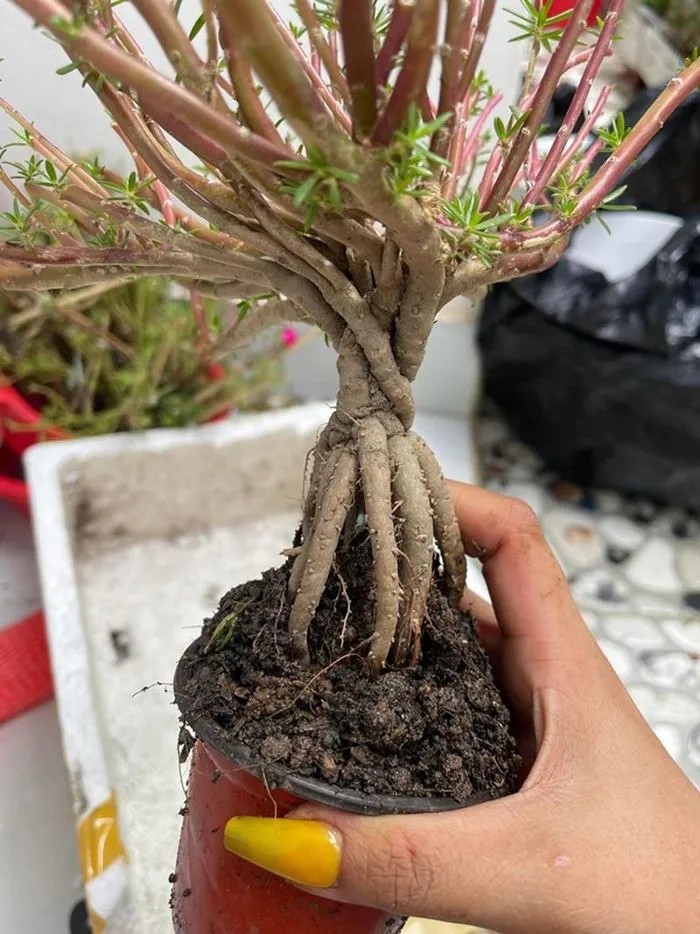 Hoa muoi gio bonsai goc to bang ngon tay len toi ca trieu dong-Hinh-4