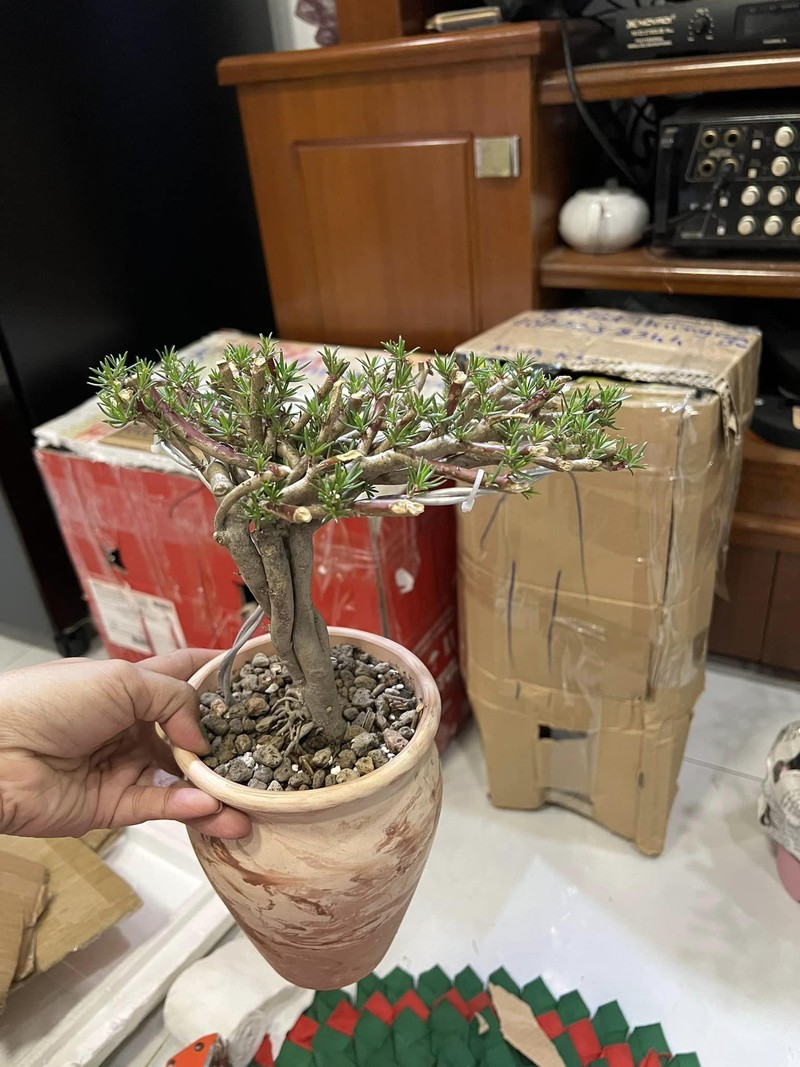 Hoa muoi gio bonsai goc to bang ngon tay len toi ca trieu dong-Hinh-5