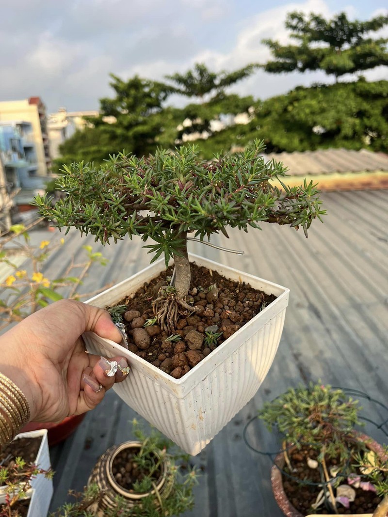 Hoa muoi gio bonsai goc to bang ngon tay len toi ca trieu dong-Hinh-6