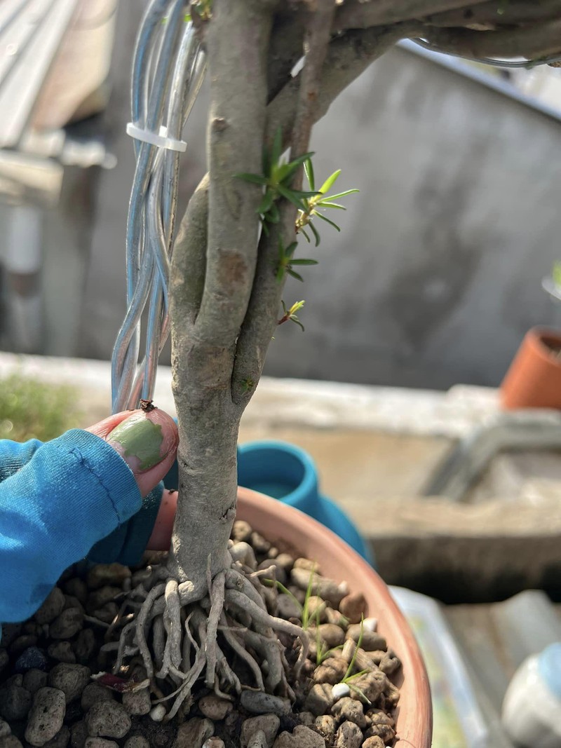 Hoa muoi gio bonsai goc to bang ngon tay len toi ca trieu dong-Hinh-7