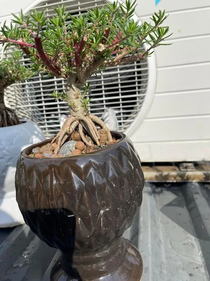 Hoa muoi gio bonsai goc to bang ngon tay len toi ca trieu dong-Hinh-8