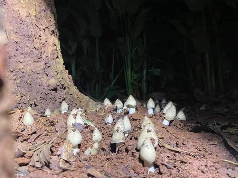 Nông dân thu tiền triệu nhờ loại nấm này - Hình 10 Nong dan thu tien trieu nho loai nam nay-Hinh-10