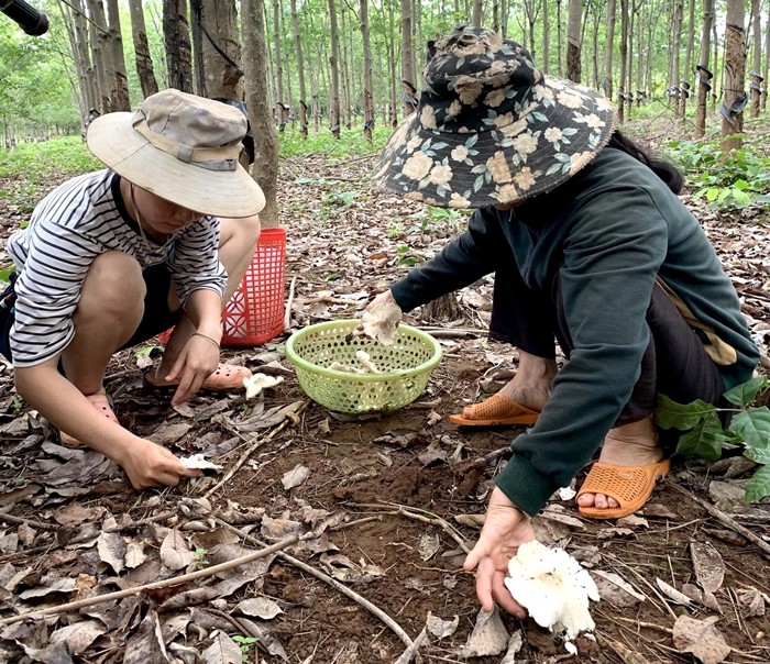 Nông dân thu tiền triệu nhờ loại nấm này - Hình 4 Nong dan thu tien trieu nho loai nam nay-Hinh-4