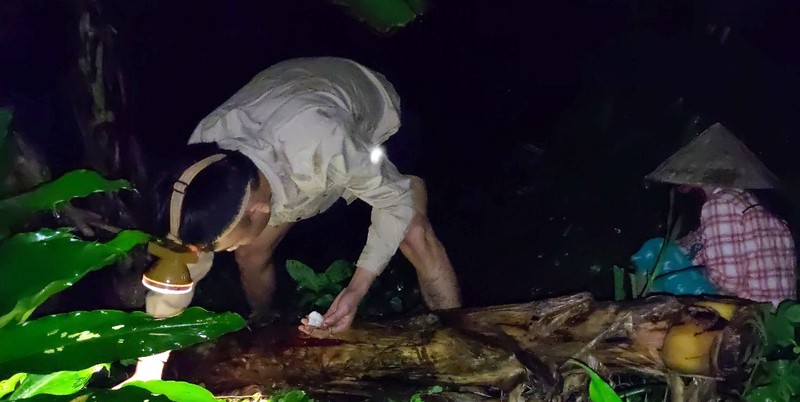 Nông dân thu tiền triệu nhờ loại nấm này - Hình 7 Nong dan thu tien trieu nho loai nam nay-Hinh-7
