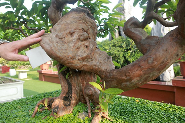 Dai gia Thai Nguyen so huu vuon bonsai bac ty-Hinh-10