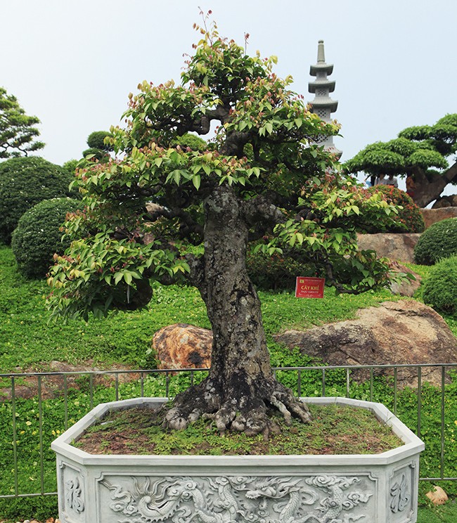 Dai gia Thai Nguyen so huu vuon bonsai bac ty-Hinh-4