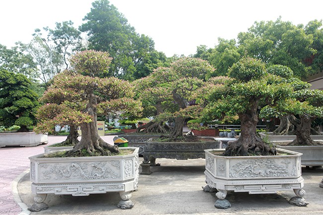 Dai gia Thai Nguyen so huu vuon bonsai bac ty-Hinh-7